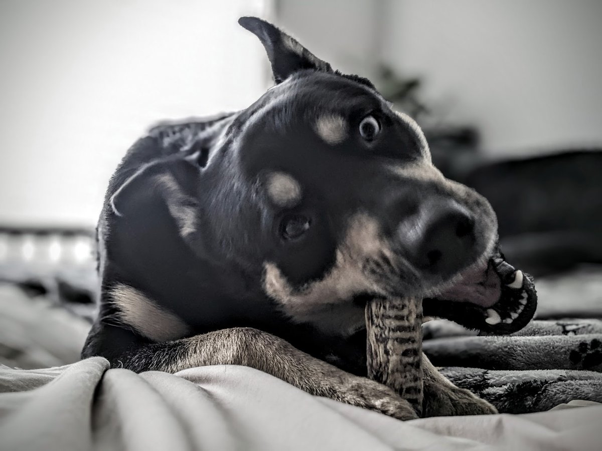 FTLRalph's tweet image. It&apos;s been a while.
PS New Stick Nodes update this weekend!

#unrequested #dogsoftwitter #sticknodes