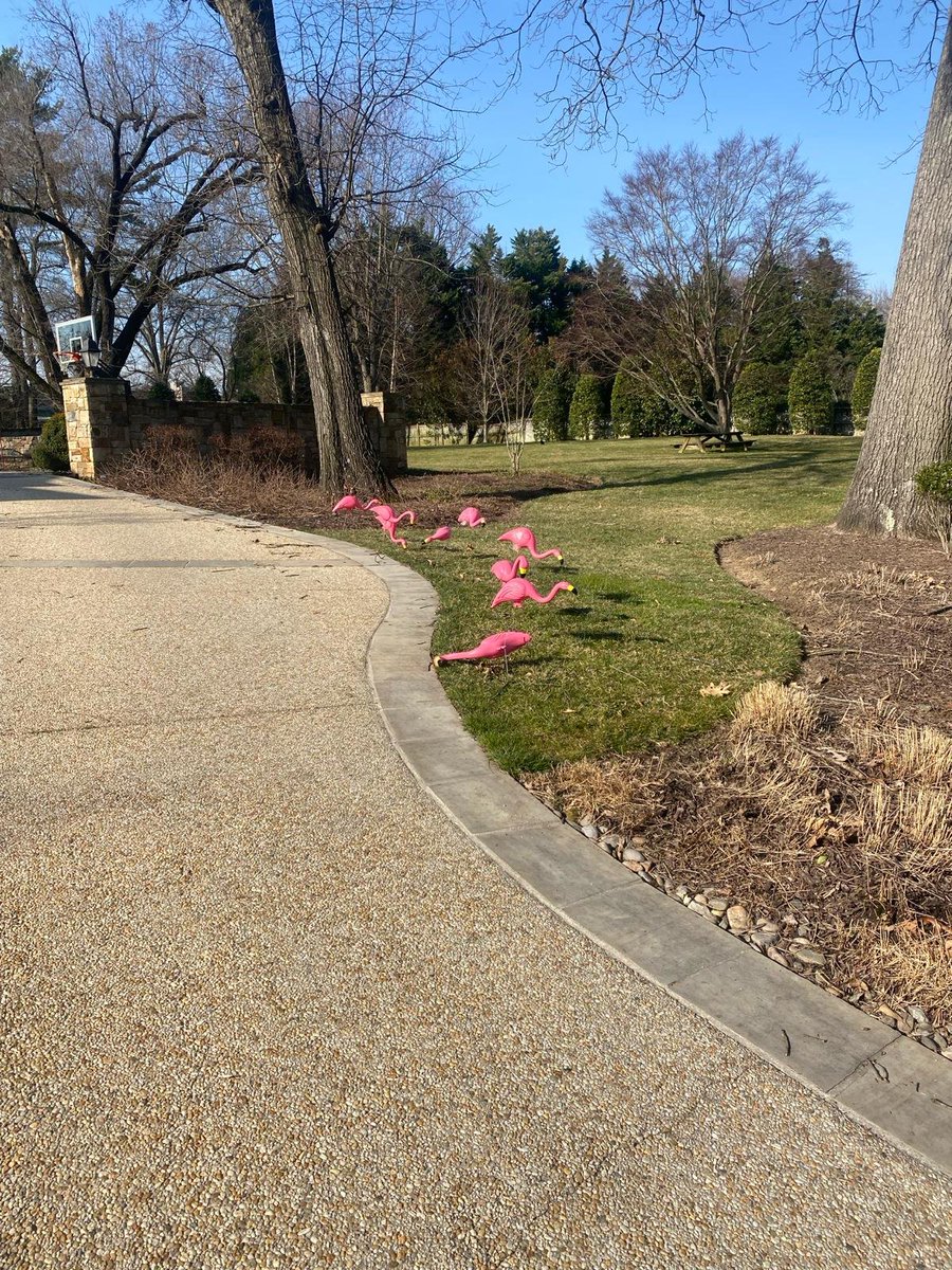 Spring must be here. The flamingos have returned to Maryland!