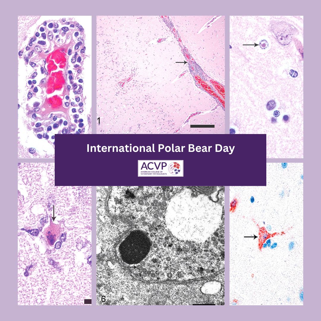 Did you know that today is #InternationalPolarBearDay? What better way to celebrate this majestic creature than by reading about this case of meningoencephalitis in a female polar bear due to equine herpesvirus 9!
 
👉bit.ly/3uZEK5U