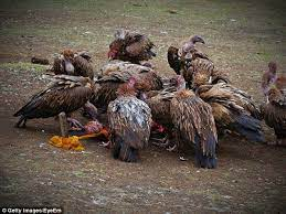 Φιλοθέη Μωβ tweet media