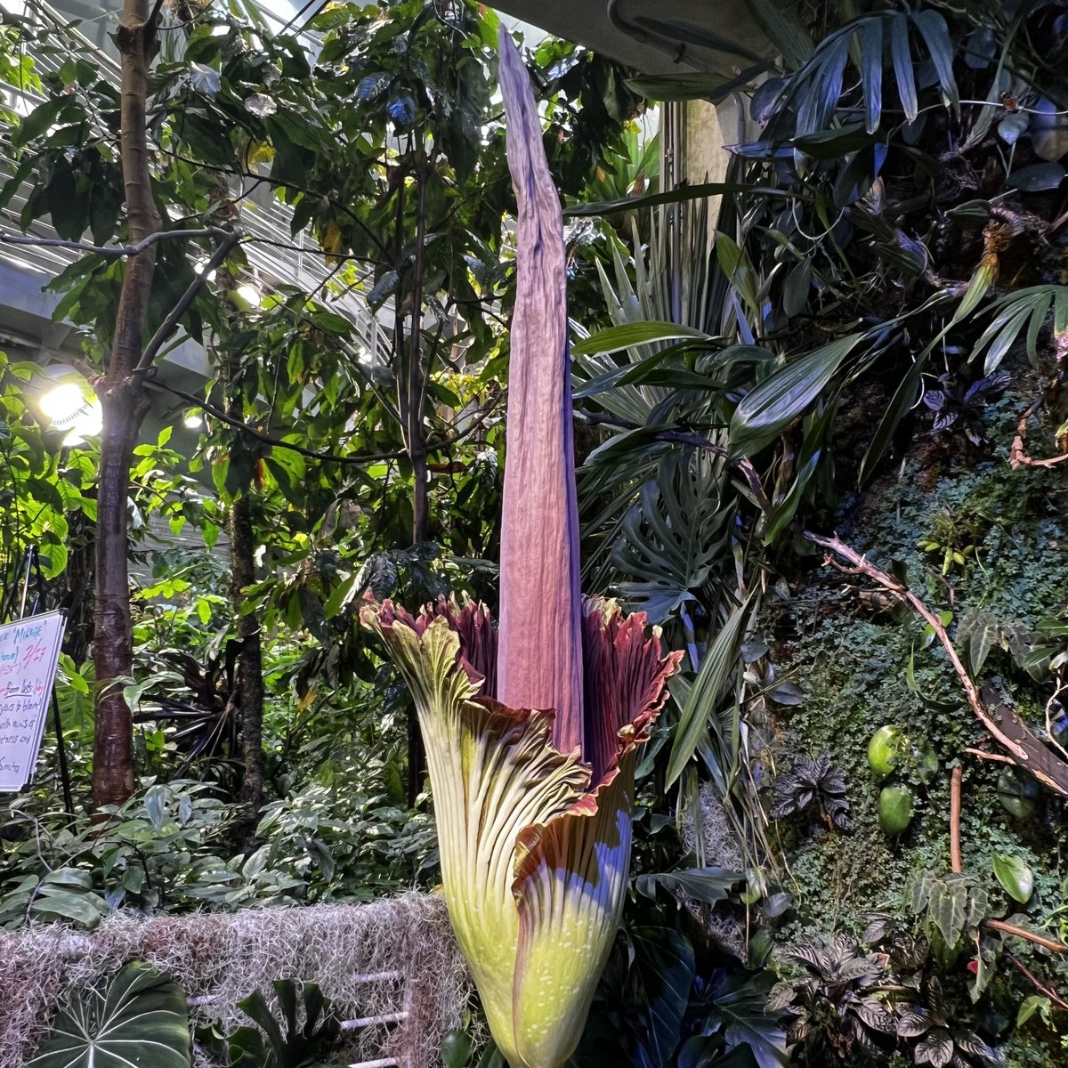 It’s happening! Mirage, our corpse flower, is blooming. Tune in to an after-hours corpse flower Q&A livestream with Academy biologist Tim Wong at 5:30PM PST here: bit.ly/4bQ9ZkD The Osher Rainforest opens tomorrow at 10:00AM, come catch a whiff!
