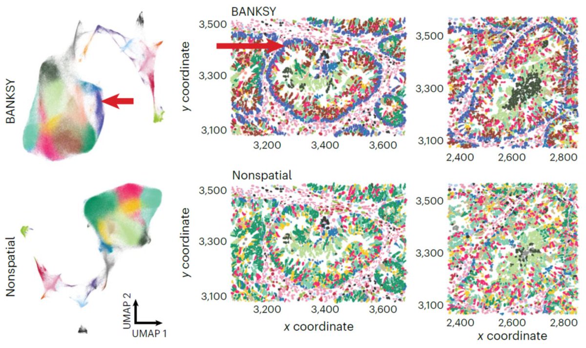 1. BANKSY is out! go.nature.com/4bUR200
Our spatial clustering algo applies to any spatial RNA/protein/... assay, scales to 2M cells, detects both cell typing and spatial domains and facilitates spatial batch correction.
🧵 👇