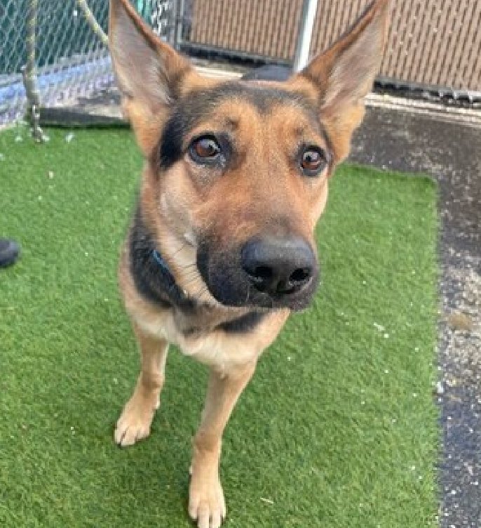 TomJumboGrumbo's tweet photo. Mona Lisa 192293 arrived because her family cannot afford her vet bills. Diagnosed with Masticatory Muscle Myositis, this very affectionate, sweet and playful 3yo now faces the end of her life. Terrified, confused and aloof, they want her gone and she's now TBK Thursday. Known to be friendly and outgoing with kids, dogs and even cats in her home, NYCACC has made it even harder for her - needs to be a single pet in a northeast family with kids age 13+ and we need to find them. Please repost pledge, let's save beautiful Mona!

https://t.co/H7abSPnd5t

https://t.co/rlyYUVXaBS