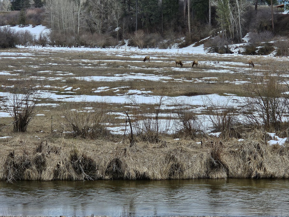 Just a few elk hanging out in a meadow.