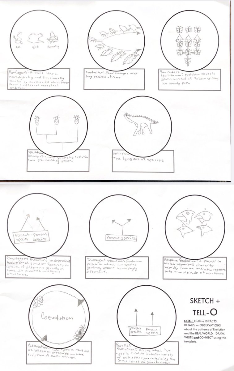 arianakhern's tweet photo. Ss researched & sketched 9 patterns of #evolution + extinction. Analyzed a graph from https://t.co/9ESqd9UaIY.
Compared data points & explained which type of evolution pattern the data shows. #eduprotocols #SketchandTell #GraphandTell #CER #Science #SEPs #NGSS #RacknStack https://t.co/4EVznAUjq3
