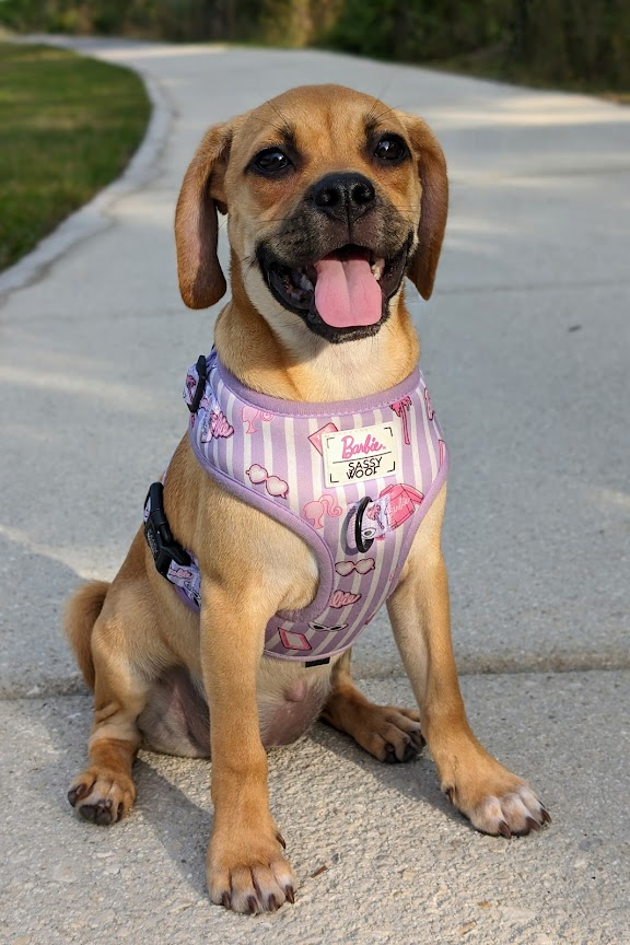 Need a timeline cleanse. Post your pet(s). I'll start.