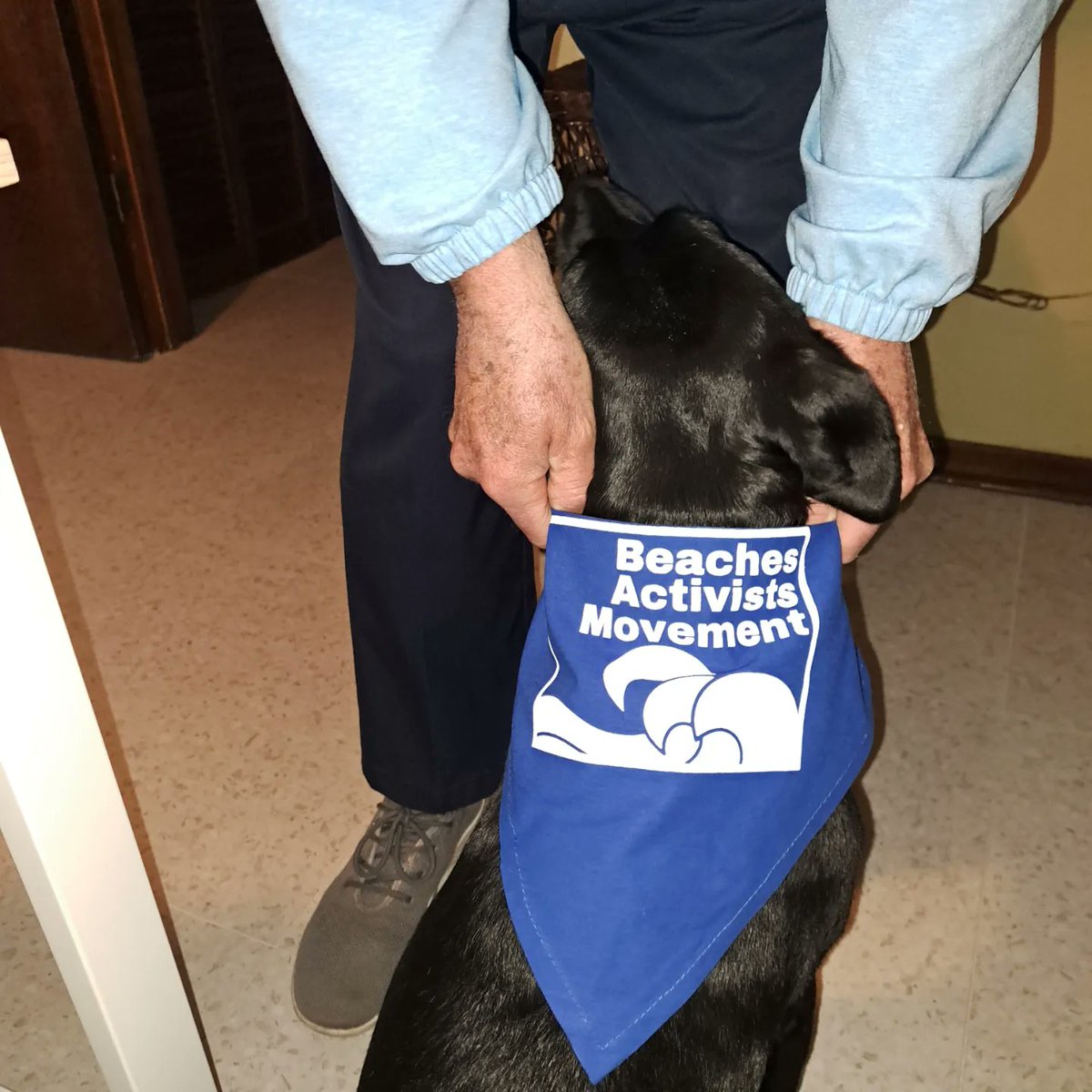BAMActivists's tweet photo. What all the BEST DRESSED dogs are wearing at the Beach! Join BAM and get yours! https://t.co/cmh3MVczG4 https://t.co/3P86zZmOqV