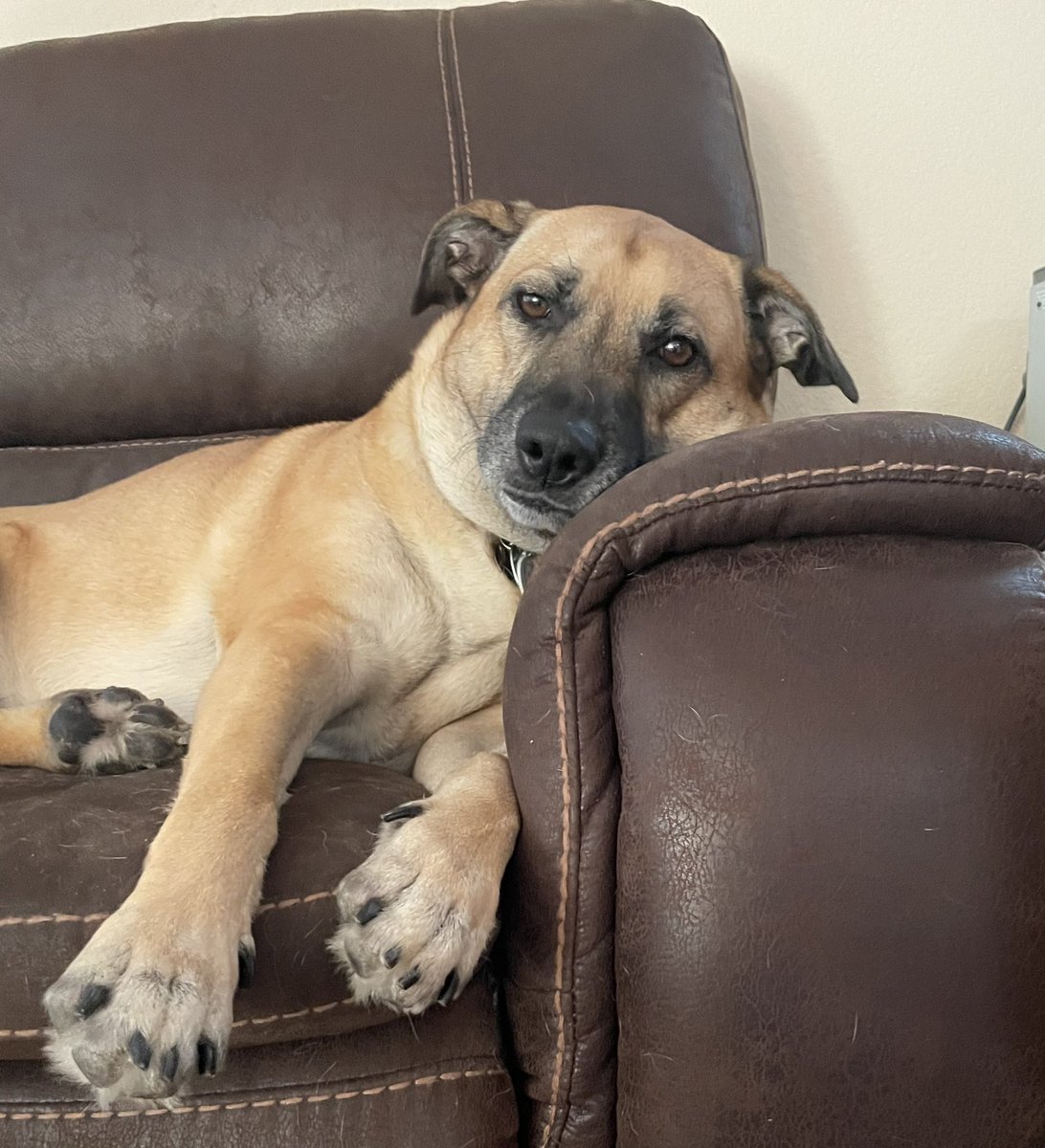 lisagre1's tweet photo. @jonstewart Jon, I cried during your sweet tribute to Dipper, but so lovely seeing how everyone’s love for you is cheering us all up! Here’s my good girl, Lucy♥️ https://t.co/kABh9DVQGo