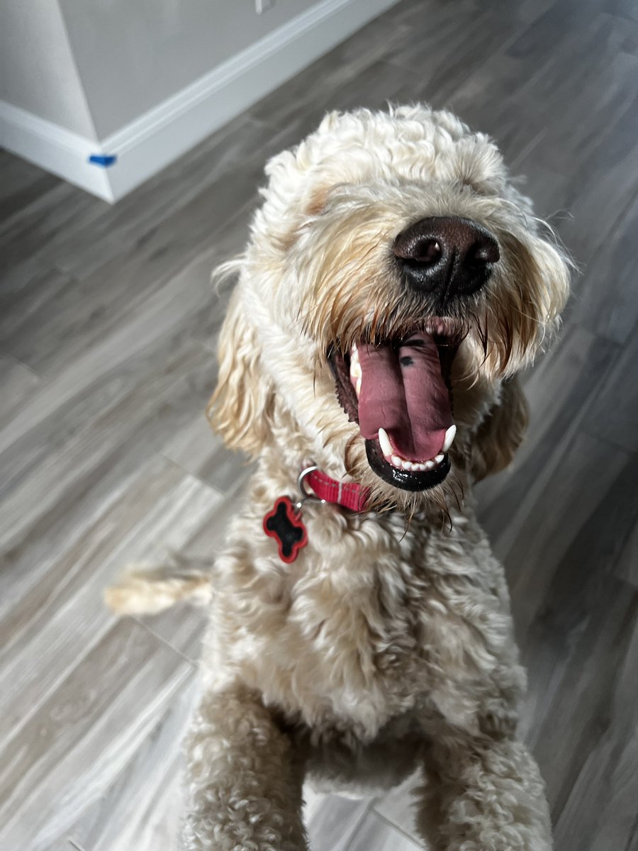 dave_sent's tweet photo. @BillyM2k the smiling doodle https://t.co/oZXX9CXtnN