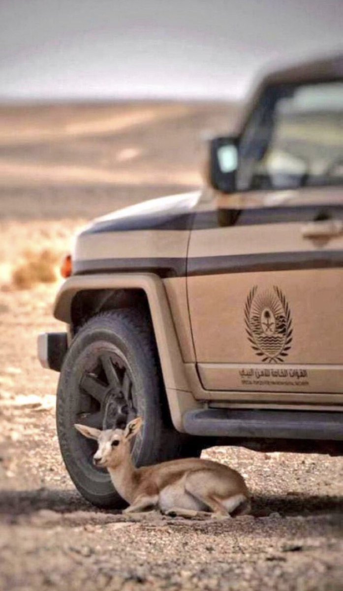 رؤية ولي العهد ، فاقت حدود النجاح 
اصل النجاحات معنا صارت بلا حدود 

 خلا القلم ، قوته تشبه .. لـ قو السلاح 
واستامن الضبي في هيبة ذرى ابن سعود