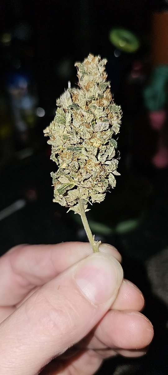 Splitz (Red Runtz x Banana OG)

by <a href="/exoticgenetix/">Exoticgenetix</a> 

I'm just so glad I know I can produce better than dispo grade Cannabis on a dependable and reliable self sufficient set up I run myself 

Truely Blessed 🙏 

#growyourown
#CannabisCultivator