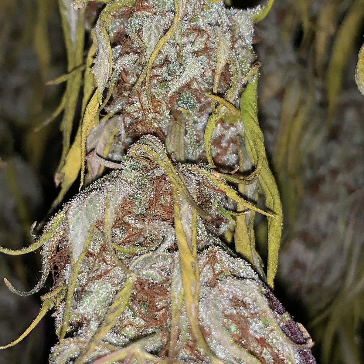 NolasJames's tweet image. #NewProfilePic