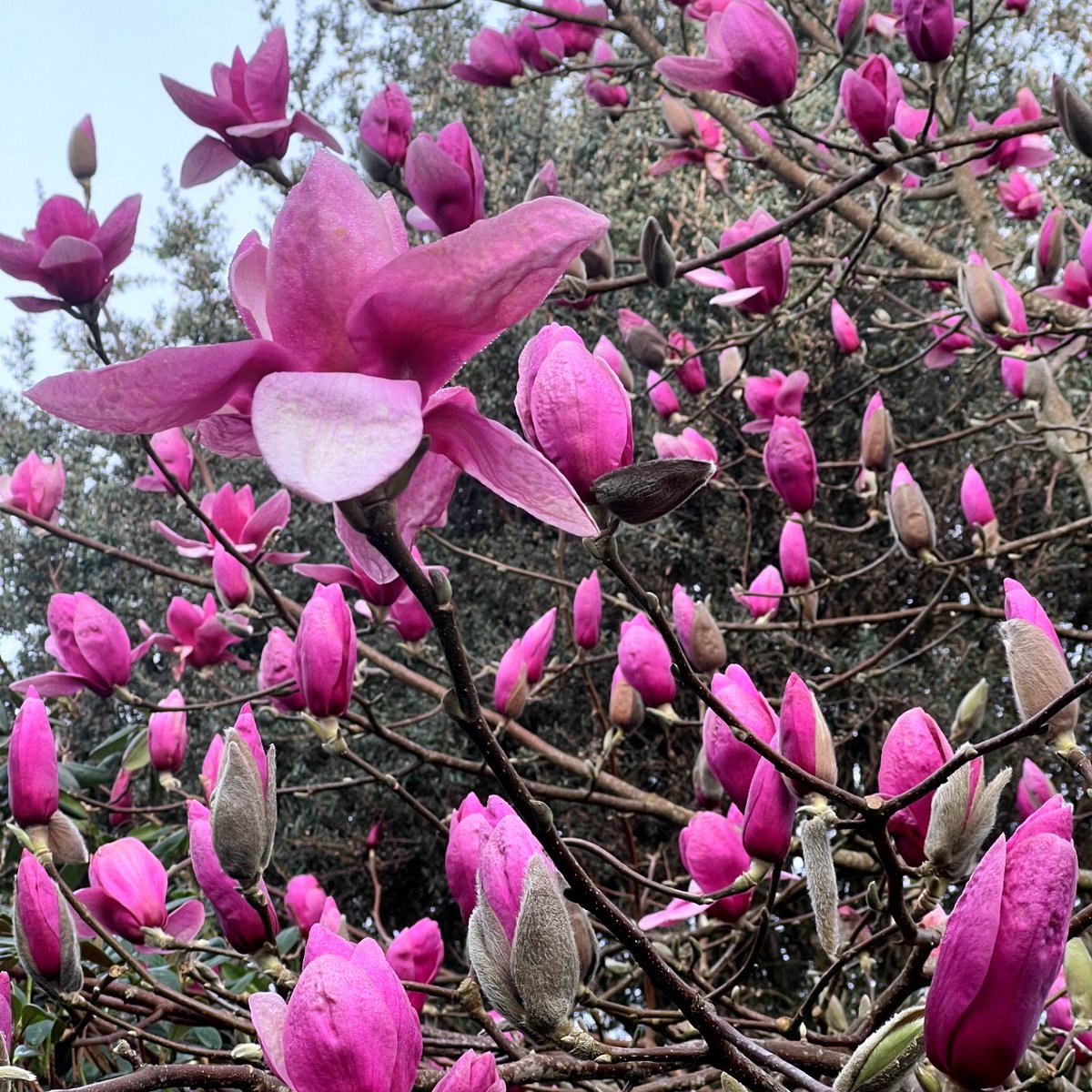 Spring is on its way at The Garden House, with Magnolias in bud, and Camellias blooming! Don't miss the vibrant colours of the Prunus and Rhododendrons too. #Rhododendrons #Camellias #Cherries #Prunus #Magnolias #Springtime #DartmoorGardens #DevonGardens #TheGardenHouse