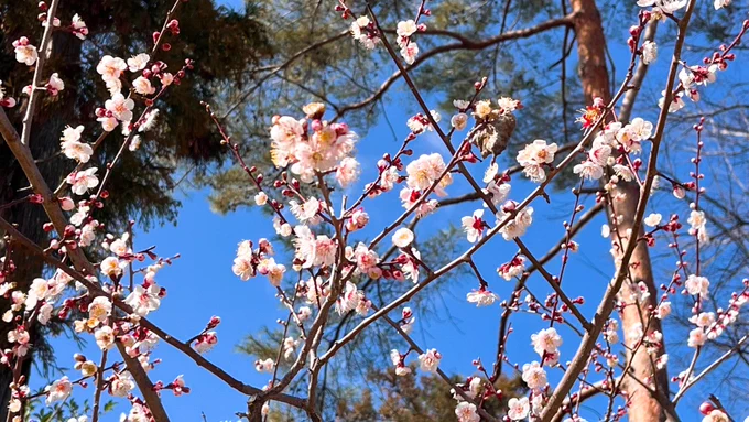 北野天満宮行って来た!桜が好きすぎて梅目的で出掛けたの今回初だけど、梅の可愛さにも目覚めたので良かったリベルテで朝ごはん、念願のたわらや一本うどん、2度目の喫茶ソワレで〆つつ初京阪プレミアムカーで大阪戻ってる…帰ったらまた沢山描くぞ!やっぱり旅行が一番元気出る…本当に楽しい 