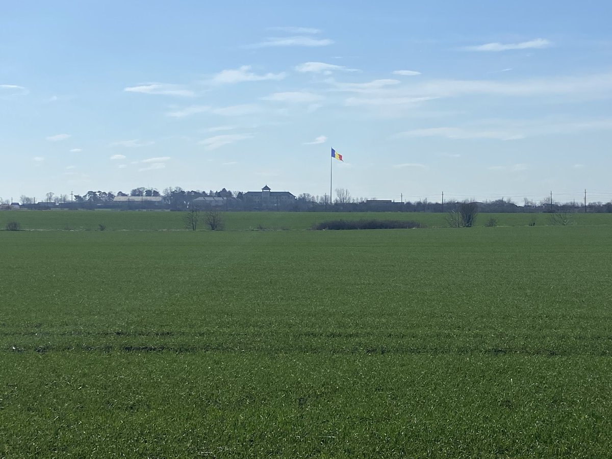 Trigo en macollaje Rumania 🇷🇴