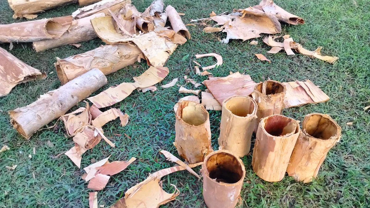 At Analalava #Madagascar we are trying to develop a value chain for local people based on the production and sale of biodegradable nursery pots made from the bark of the troublesome alien invasive tree Melaleuca quinquenervia. Thanks @howellconserve