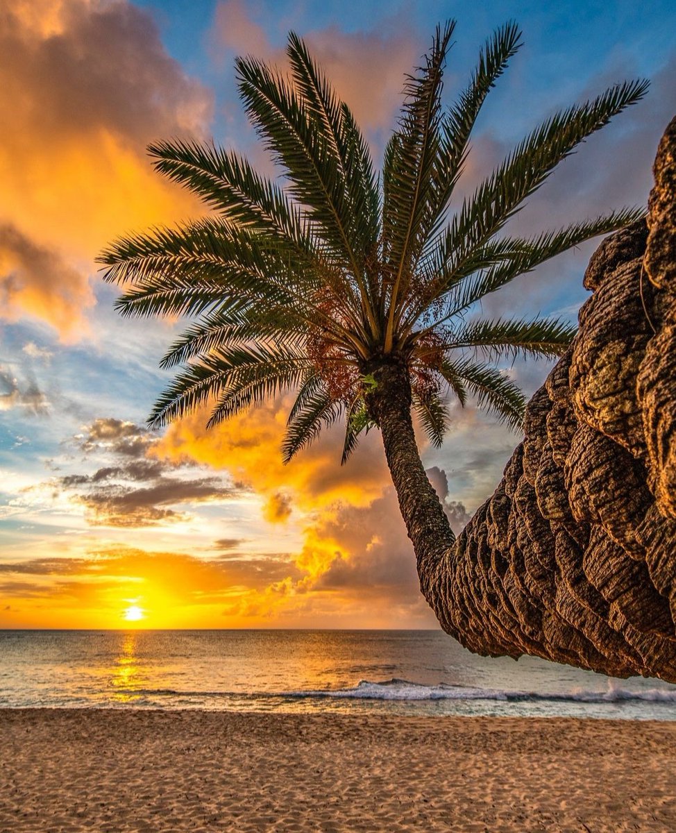 Happy Tuesday⛱️🌅 Haleʻiwa, Oahu, Hawaii 📷Shane Myers #UnitedStates #Hawaii #oahu #lanikai #haleiwa #Island #Honolulu #IslandLife #Paradise #kailua #waves #surf #sunset #peace #ocean #traveling #travelphotography