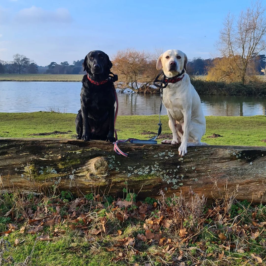 In just a few short weeks, we shall reopen the doors to our attractions. But in the meantime, why not enjoy a bracing walk through the park? 📷 @dext #Holkham #HolkhamEstate #VisitNorfolk #NorthNorfolkCoast