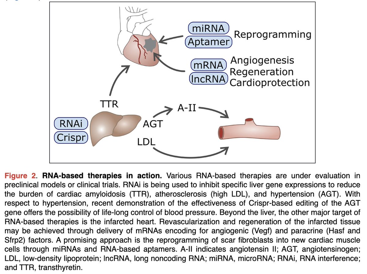 RNA Therapeutics for the Cardiovascular System ahajournals.org/doi/abs/10.116… @CircAHA @VictorDzau