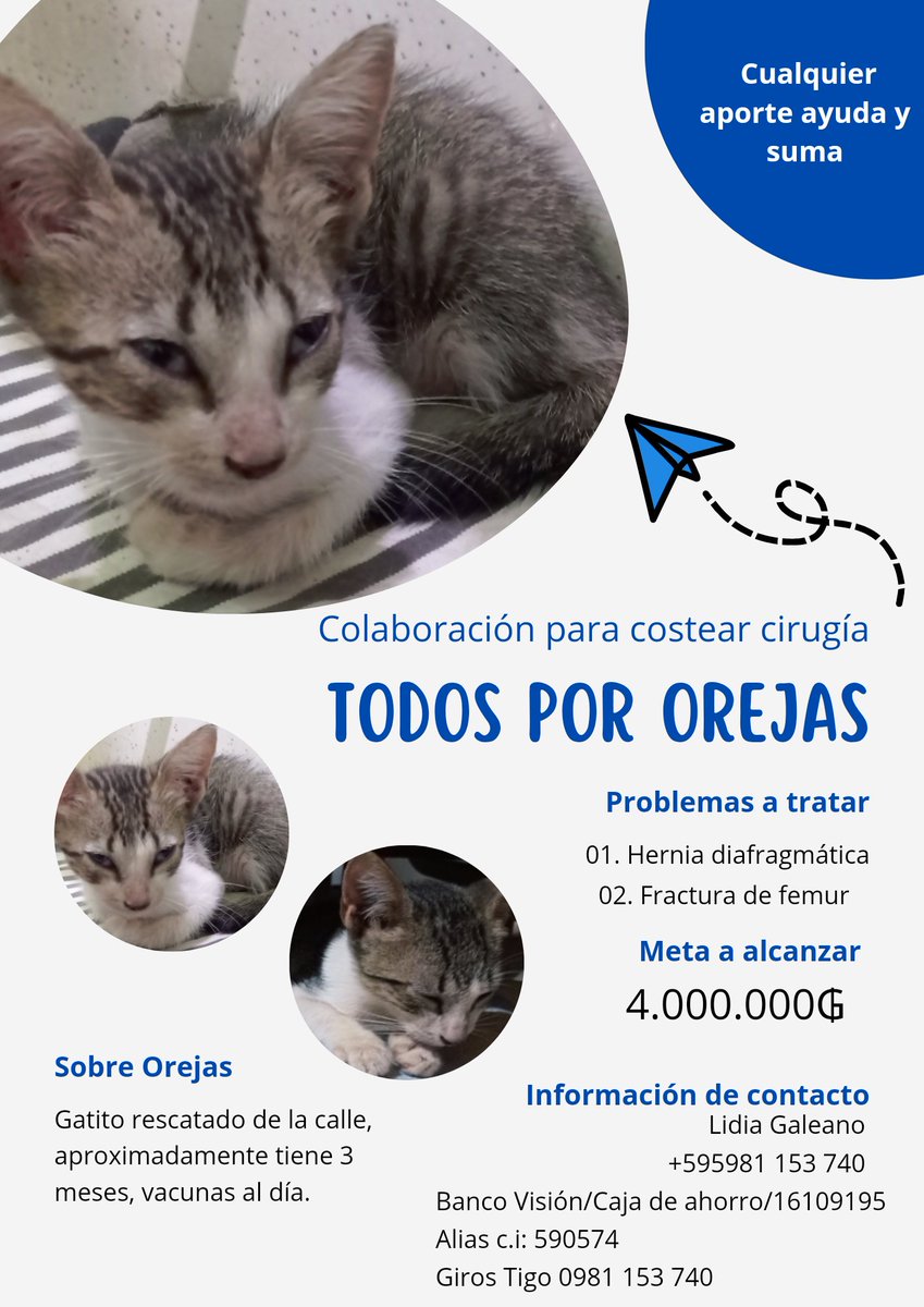 Hola! El Domingo a la noche le chocaron a  mi gatito rescatado a raíz de eso tiene fractura lumbar y hernia diafragmática. Por cuestión de tiempo no me dió organizar hamburgueseada o rifa. Estaría necesitando de su ayuda para juntar plata para la cirugía. Cualquier monto suma.