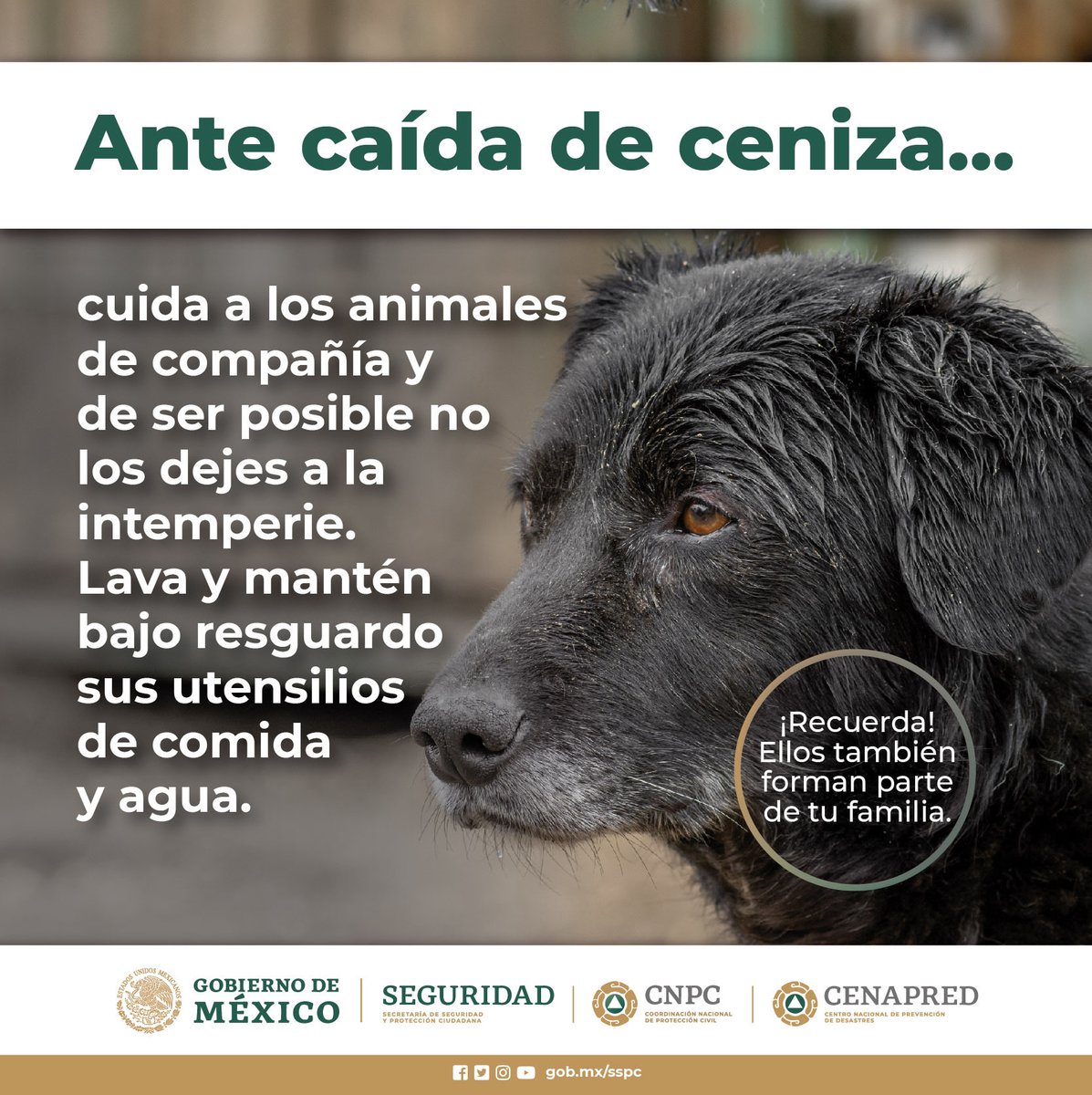 CNPC_MX's tweet photo. De acuerdo con el diagnóstico de la actividad general reciente del #Popocatépetl, se mantiene el semáforo de alerta volcánica 🚦 en el nivel #AmarilloFase2.

⚠️Consulta solo fuentes oficiales de información ➡️ https://t.co/VXCjsv6XpR

@laualzua https://t.co/eIJWTc4SD3