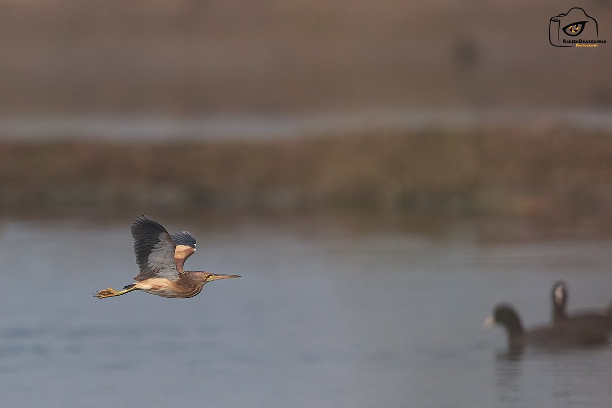 The #CommonCoot check out the #YellowBittern in flight #IndiAves @natgeoindia #canonphotography #BirdsSeenIn2024 #BBCWildlifePOTD #birds #birding #birdwatching #TwitterNatureCommunity @ParveenKaswan @Team_eBird