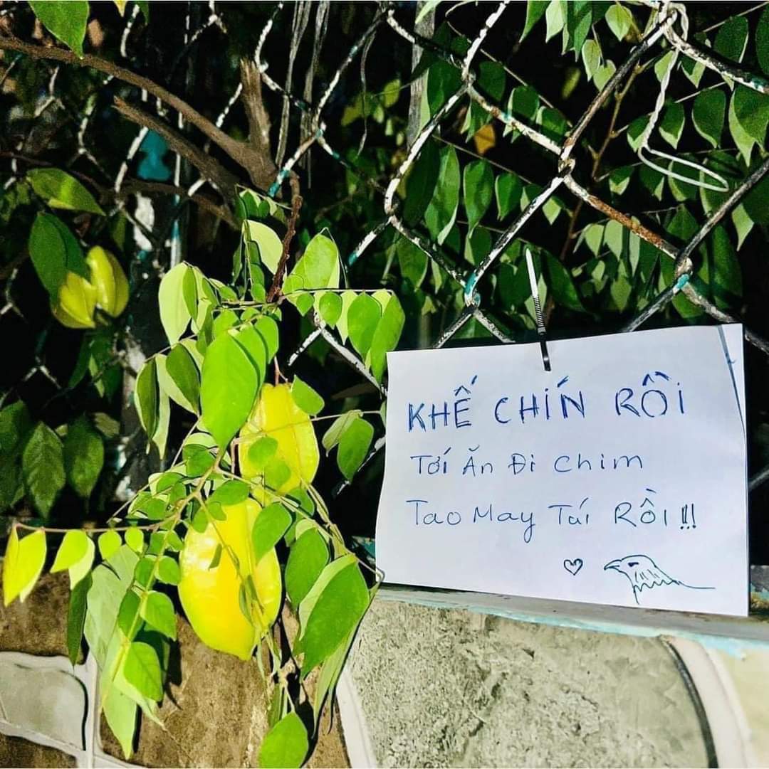 ShenaWa07561332's tweet photo. Nhà hàng xóm có cây khế chín nhất quyết là không cho ai trảy để dành cho chim ăn, chuẩn bị sẵn cả túi để đựng vàng luôn rồi ạ=))) Rõ nẫu ruột 🤣🤣
#TSFlower https://t.co/6Nlv9EFXcH