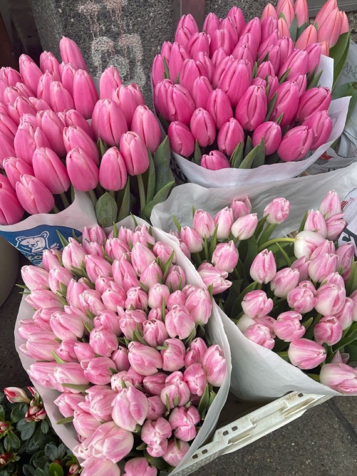 pink tulips