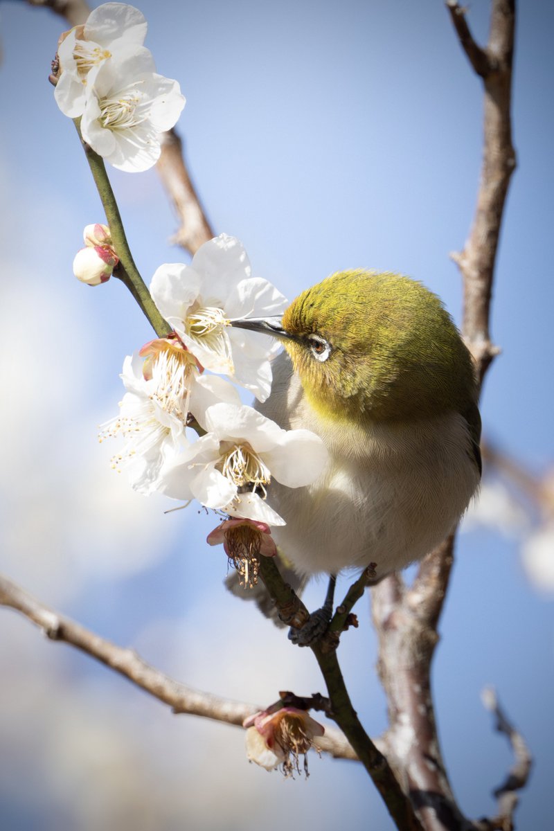 花粉症でしんどいけど野鳥は撮りに行きたい🥹

#メジロ #ウメジロー 
#z9 #z663 #Nikon