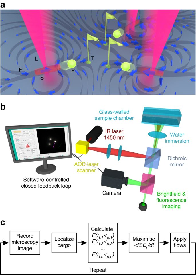 #LSA_Highlight: [Research Article] Opto-fluidically multiplexed assembly and micro-robotics @mpicbg @csbdresden @KITKarlsruhe @Cambridge_Uni #Optical_manipulation_and_tweezers #Optofluidics
nature.com/articles/s4137…