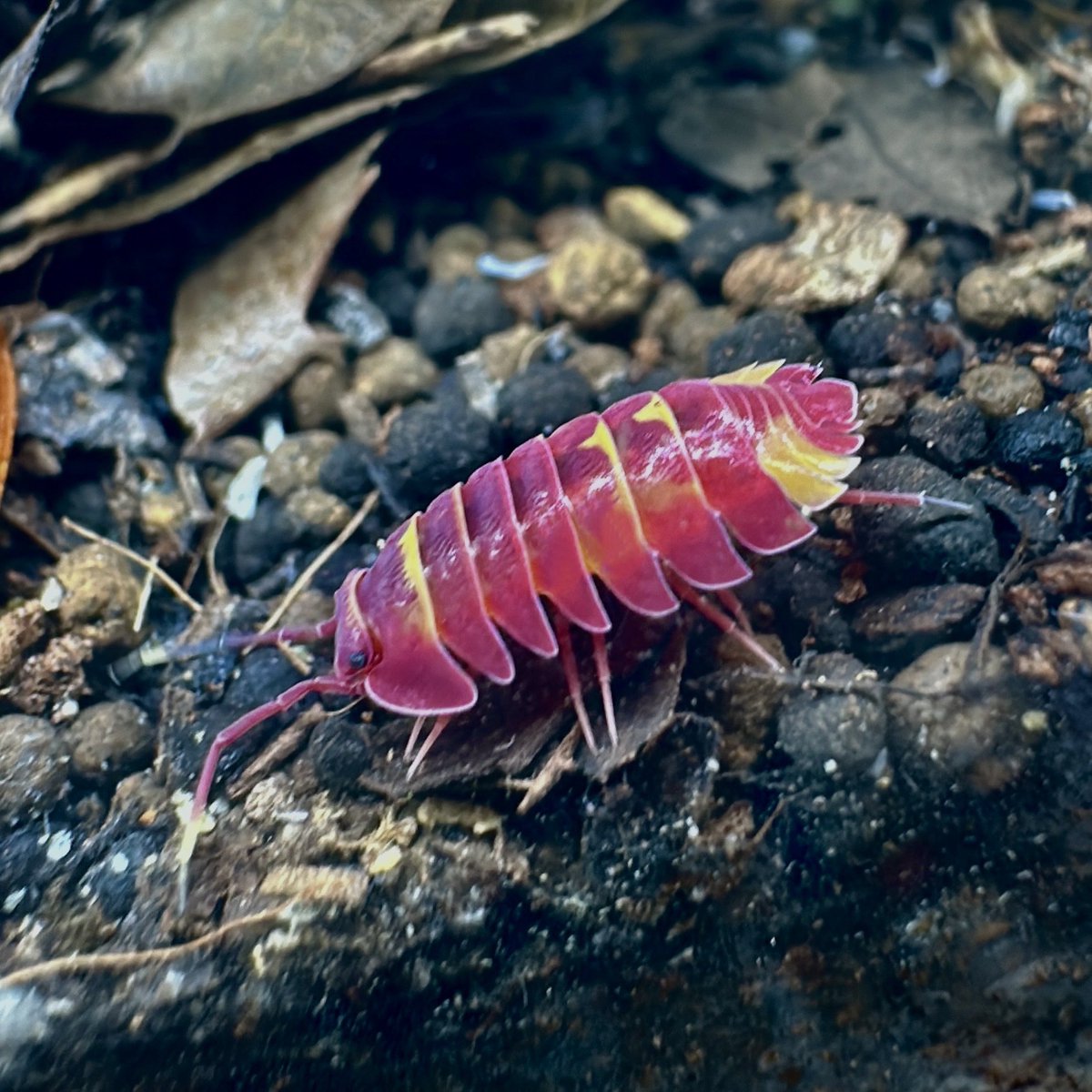 あっかっ！！！！