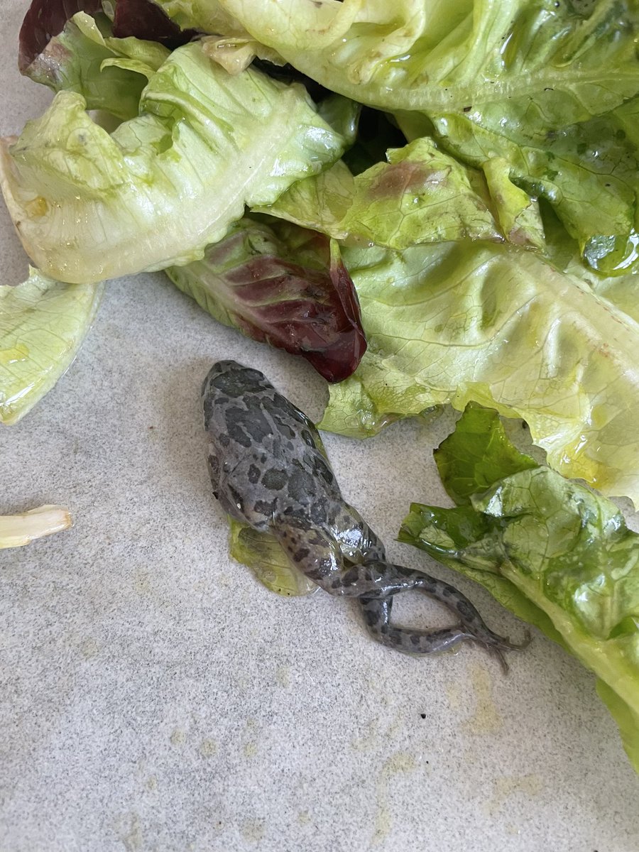 bellaaa_k's tweet photo. We found a frog in our butter leaf lettuce from @Coles. The most revolting things we’ve ever experienced. We contacted them last night. Still waiting for a response. Don’t know what frog it is, if the leaves were contaminated &amp; concerned about other stock. @Jacquifelgate https://t.co/4l7siJxkPb