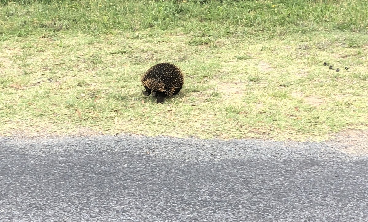 Sometimes traffic up where I work at @StromloANU is a bit different. I had to wait for the echidna traffic to ease before I could make it the rest of the way up the mountain!