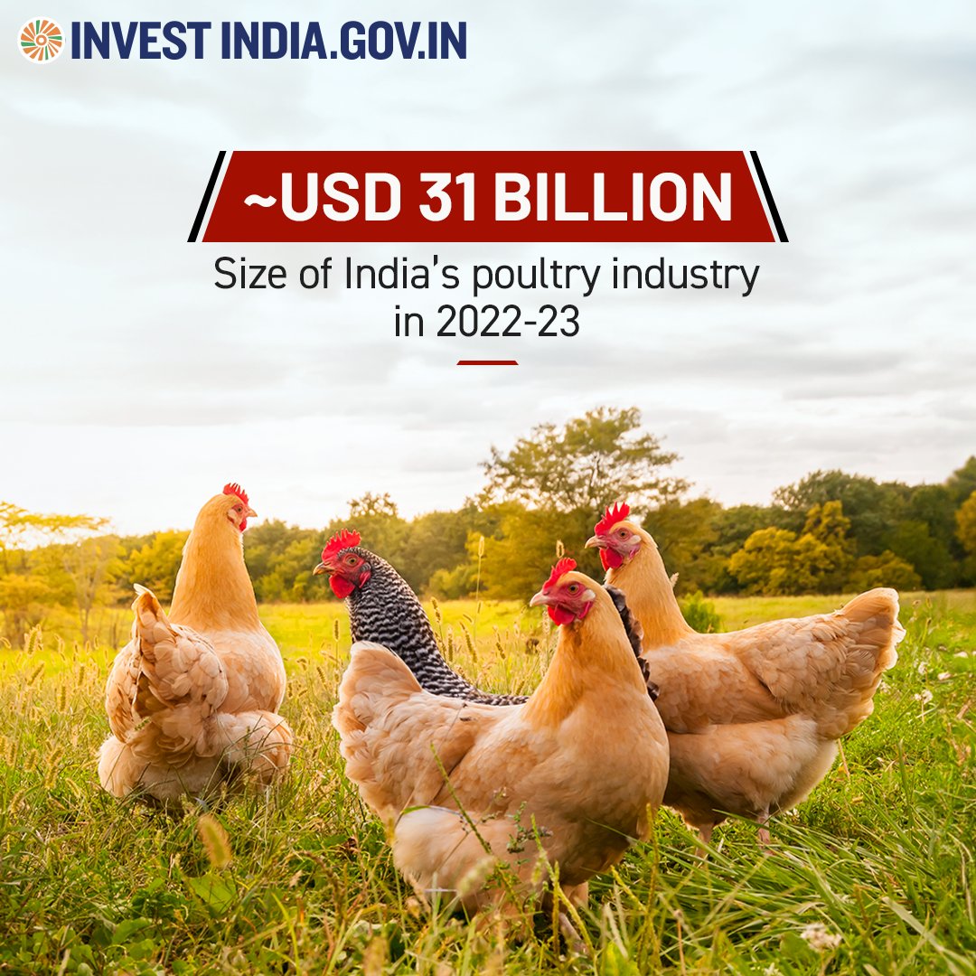 investindia's tweet image. In FY 2022-23, India's #poultry and #poultryproducts were exported to 64 nations, generating a revenue of USD 134 Million, underscoring its global dominance in the #poultryindustry. 🌍🐔💰

Explore more at: bit.ly/II-animal-husb…

#InvestInIndia #InvestIndia #AnimalHusbandry