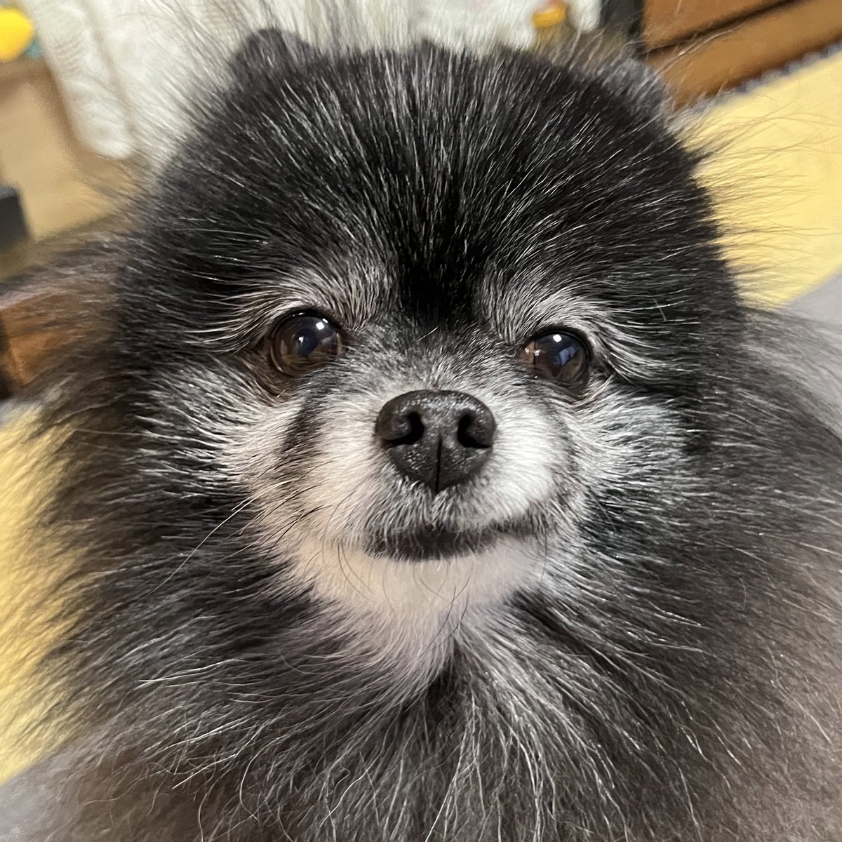 ポメラニアン くま (@kuma05150) / Posts / X