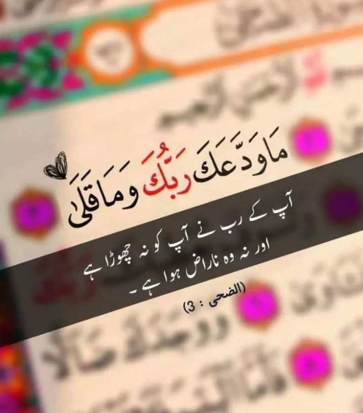 Assalam O Alaikum ♥️ 🌿
Good Morning Everyone🌻🌸

Every morning is a gift from Allah, so let us open it with gratitude, faith, and joy in our hearts.
#PrioritizeHealth
#NUFC
#FACup
#SMUDGE
#ImranKhanFightingForPakistan
#viralvideo
#MadamThiefMinister