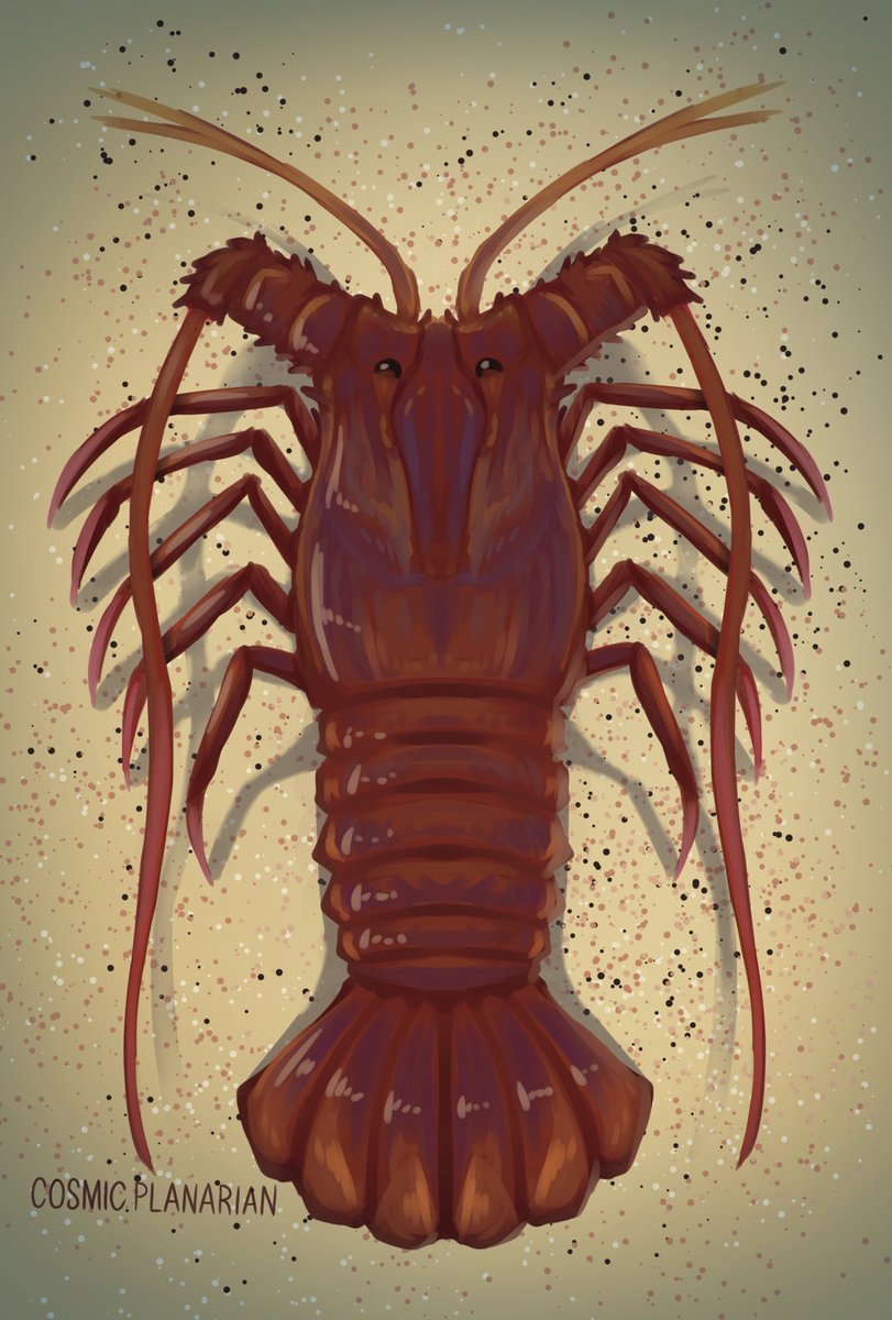 100 Days of Sea Creatures Day 97 - Spiny Lobster (Palinuridae) #smallarists #seacreatures