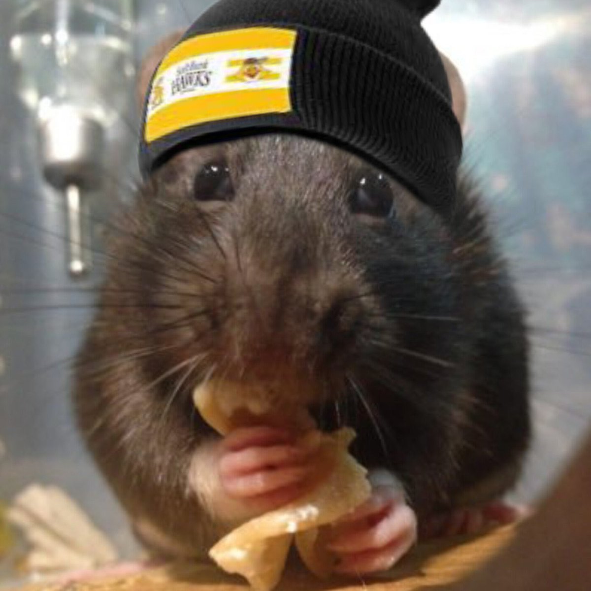 LindaSunshine66's tweet photo. Pinch hitter Turbo Fukuoka Soft Bank 😂❤️🐭🐀❤️🐭⚾️❤️⚾️ https://t.co/iO7PBYYWxw