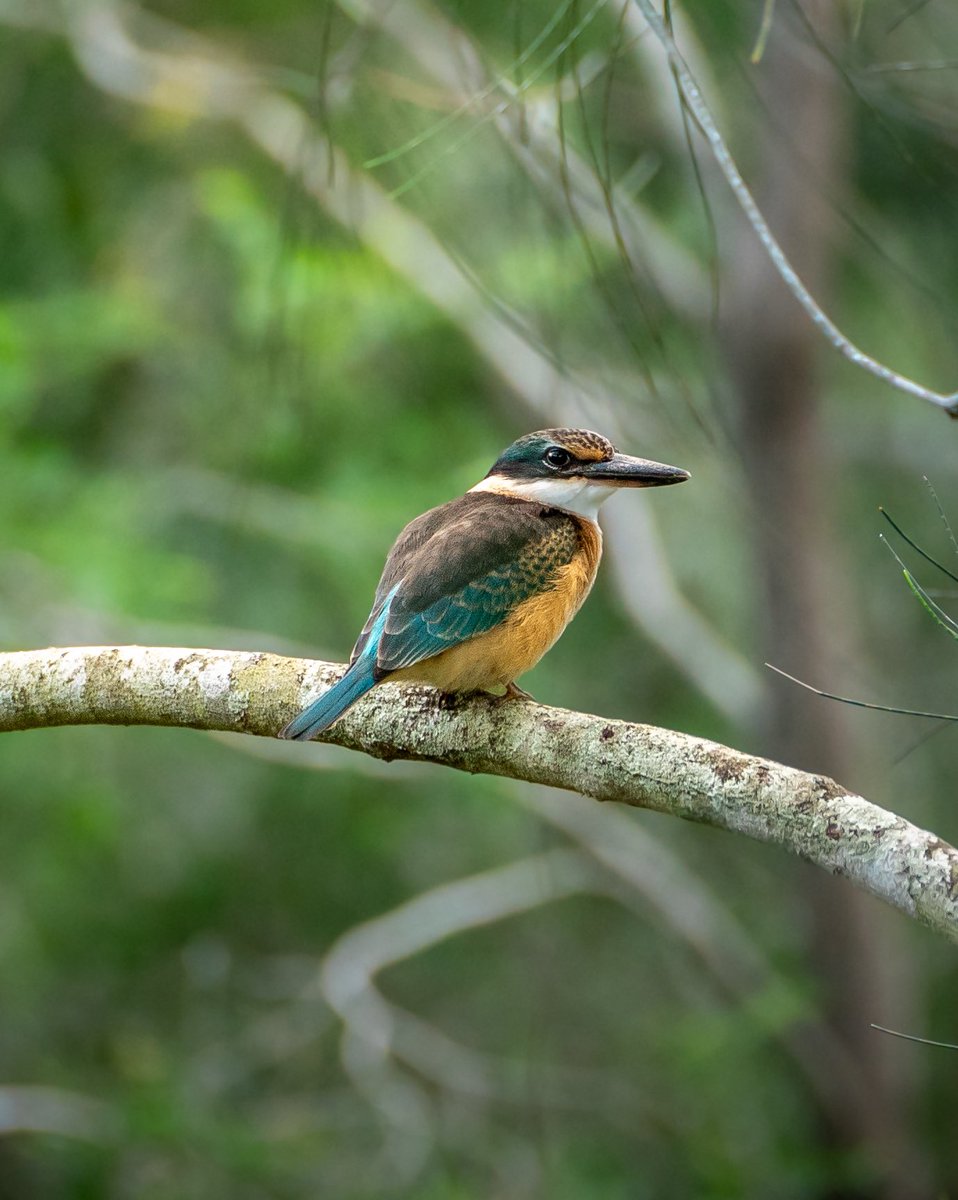 Mist3h's tweet photo. Hello, my 221 Twitter (X) followers! 

Been a while since I’ve posted anything. So, here’s a photo of a cool Sacred kingfisher I took on a recent walk! https://t.co/e9Vz7r1DVp
