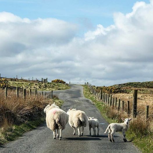 Who have we left behind?
📷 IG/williammacdonald_photography/#VisitScotland
#OuterHebrides #Scotland #ScottishBanner #ScotSpirit #LoveScotland #ScotlandIsCalling #Alba #TheBanner #Sheep #BestWeeCountry