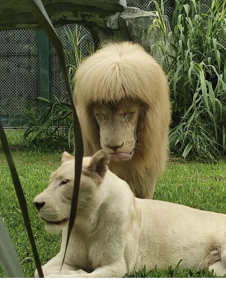 This bowl cut didn’t work out.