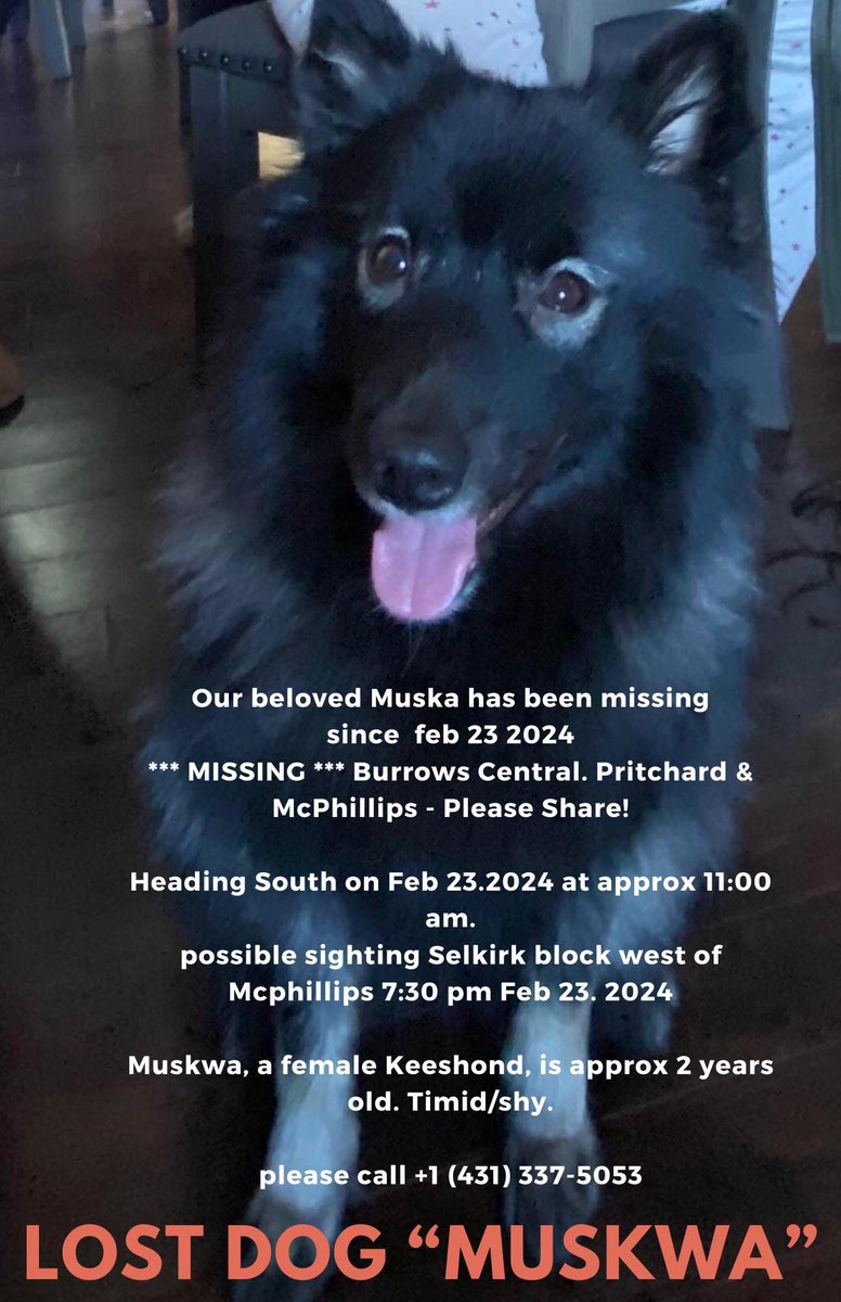 Is anyone sees this dog, please catch her! She’s really friendly! #lostdog #winnipeg