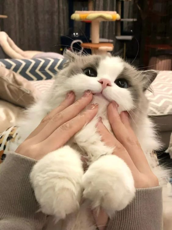 nocontextscats's tweet image. ☺️