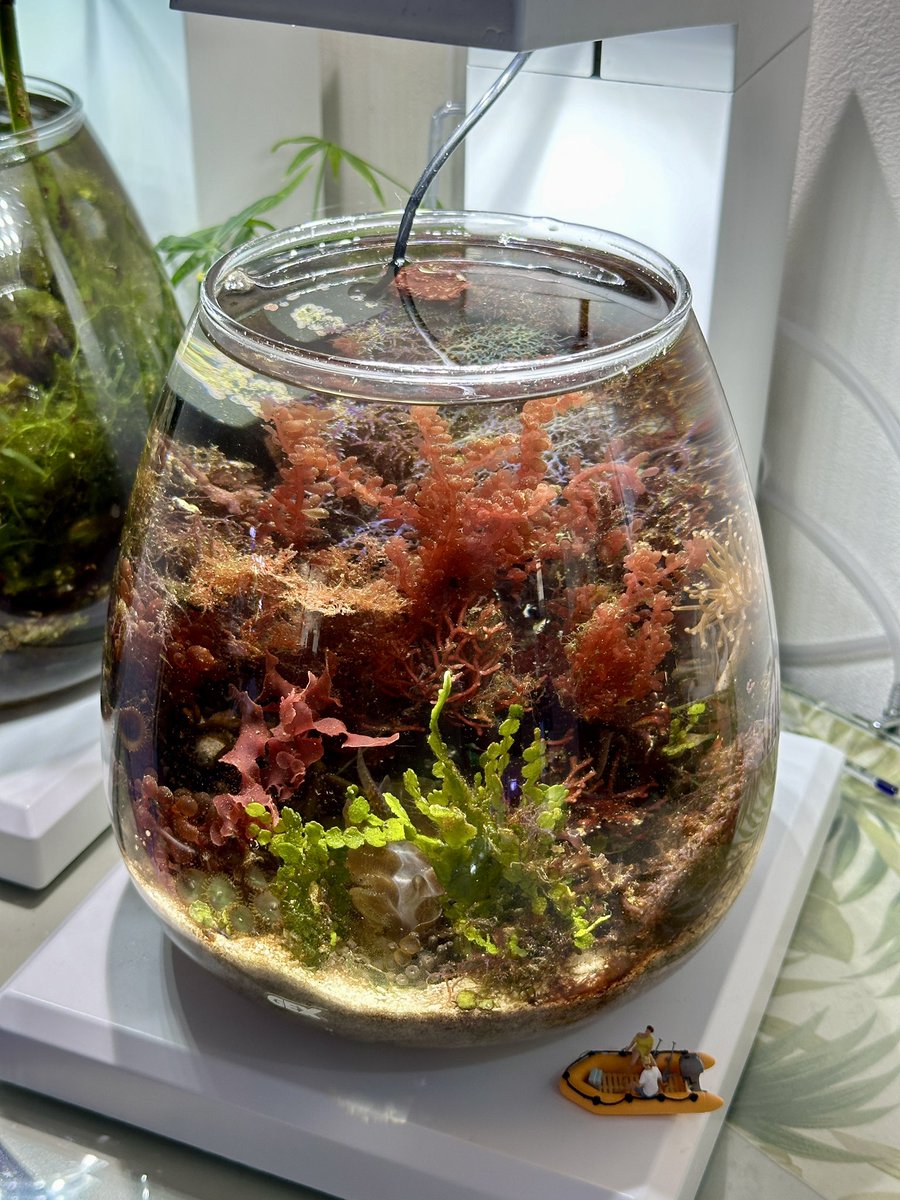 SONO海藻SET🪸 ・海藻レイアウト水槽やマリンボトルに ・緑藻〜紅藻