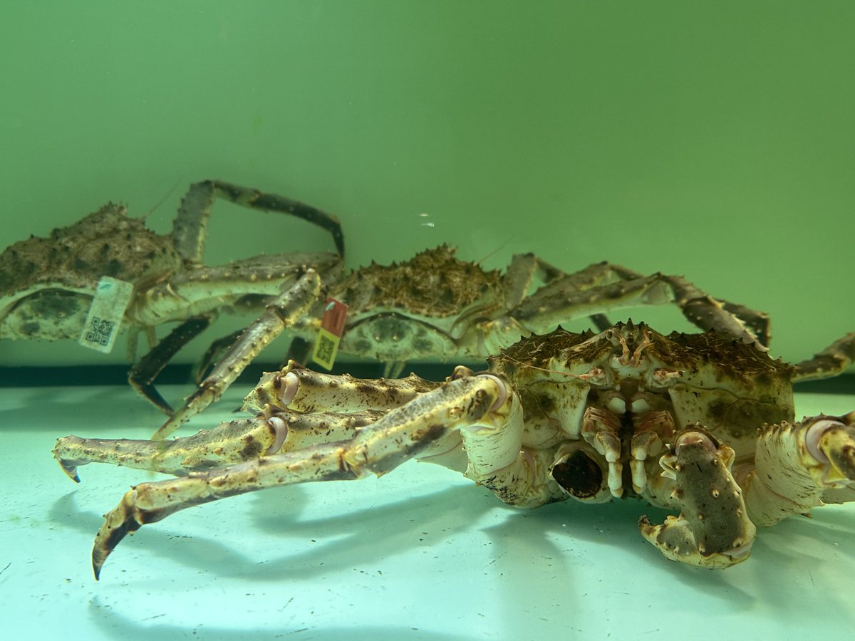 robmalchow's tweet image. 