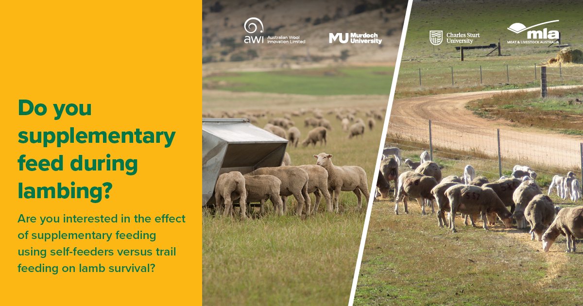 Serina (@serina_hancock) on Twitter photo The national supplementary feeding and lamb survival project is running again this year, funded by <a href="/meatlivestock/">Meat & Livestock Australia</a> and <a href="/woolinnovation/">Australian Wool Innovation</a>
To participate click the link below for more information and to complete our EOI
forms.office.com/r/sUk2HUNsUc The national supplementary feeding and lamb survival project is running again this year, funded by <a href="/meatlivestock/">Meat & Livestock Australia</a> and <a href="/woolinnovation/">Australian Wool Innovation</a>
To participate click the link below for more information and to complete our EOI
forms.office.com/r/sUk2HUNsUc