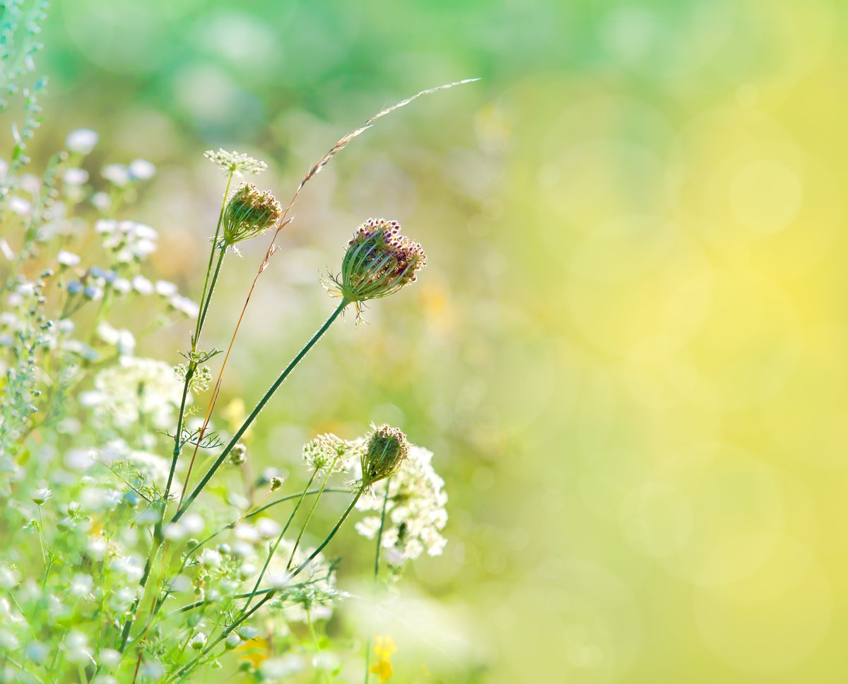 Het gaat slecht met de natuur. Zelfs soorten die veel voorkwamen gaan achteruit. Om de natuur te herstellen moet een minimale basiskwaliteit gerealiseerd worden. Experts presenteren een nieuw kennisdocument om met #BasiskwaliteitNatuur aan de slag te gaan➡️samenvoorbiodiversiteit.nl/updates/kennis…