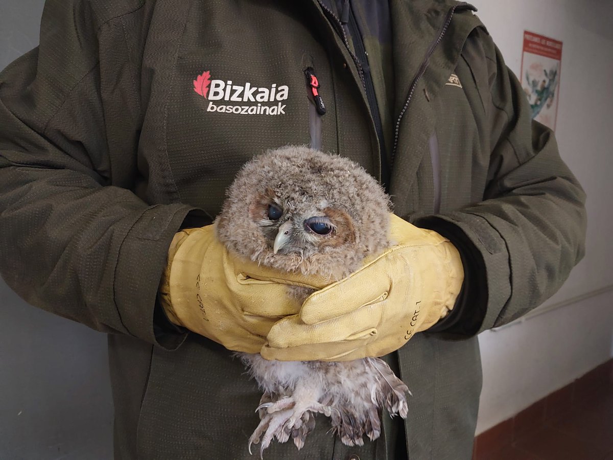 Biz_Basozainak's tweet photo. Atzo @elorrioko_udala-n Jaso genuen #Urubi kumea. Kasu hauetan animaliarentzako egokiena, aurkitu den ingurunean zuhaitz edo puntu altu batean uztea da. Bere gurasoak arduratuko dira gauean jaten emateaz eta horrela animalia era basatian hasiko da. https://t.co/F1XzpOsMMd