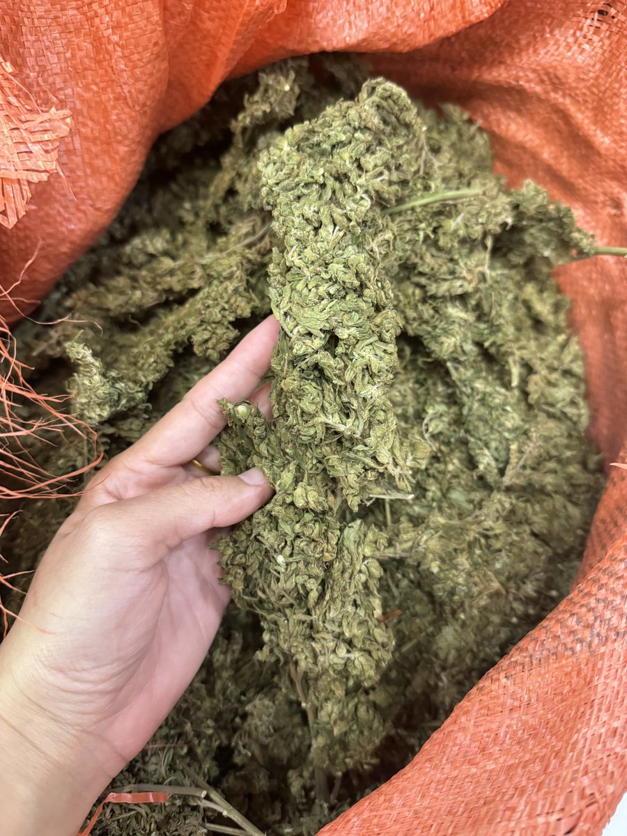 SNying6's tweet photo. #กรีนแครก #Greencrack #cannabis #กัญชาราคาถูก งานสดเขียว เหมายกโล #weedthailand #weedOG
1 กิโล = 1,900
ครึ่งโล = 1,100
🛵🛵ชนมือพระรามสอง
ไลน์ https://t.co/9NeY56Zx7b
#กัญชาพระรามสอง #กัญชากทม #กัญชาต้นฤดู #กัญชาอัดแท่ง #กัญชากรุงเทพ #กัญชาด้ายแดง #กัญชาog #กรีนแครก #กัญชาราคาส่ง https://t.co/nwGnnWof9Z