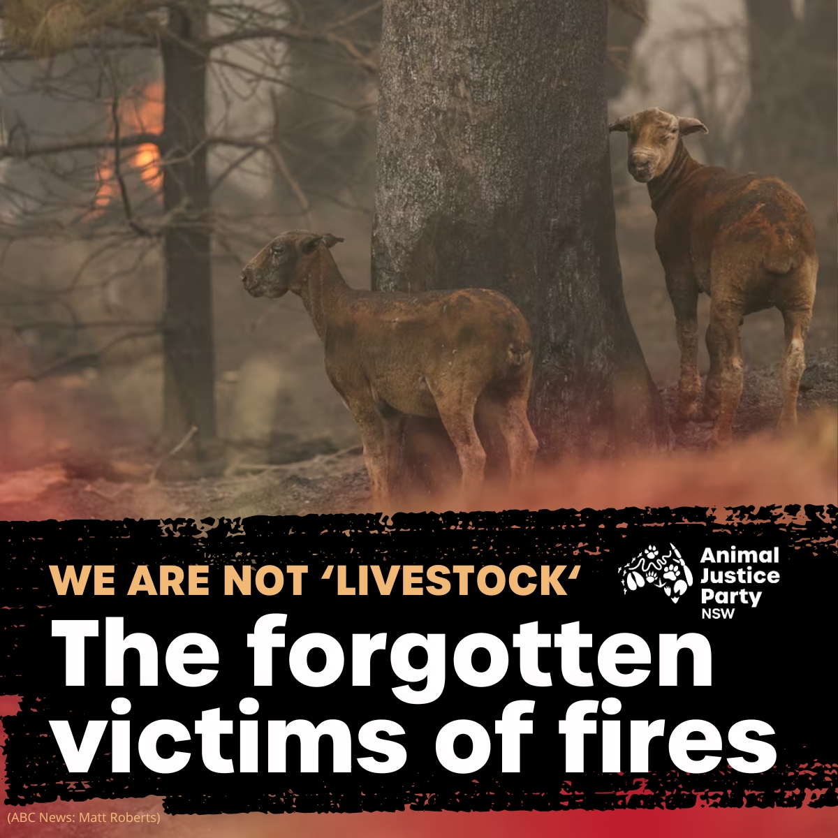 While the recent bushfires across Australia have tragically impacted many, our hearts ache for the animals who suffer. They lose their homes, flee in terror and witness unimaginable loss of their friends and family. We want to be their voice. #AnimalAdvocacy #BushfiresAustralia